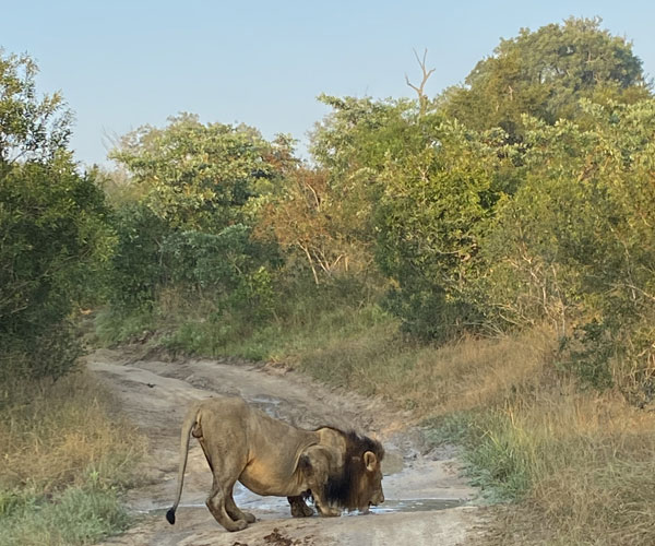 Lion, Sabi Sands, South Africa